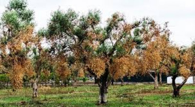 EMERGENZA XYLELLA