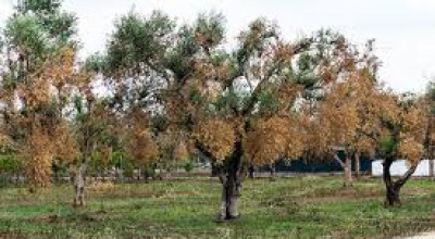 EMERGENZA XYLELLA