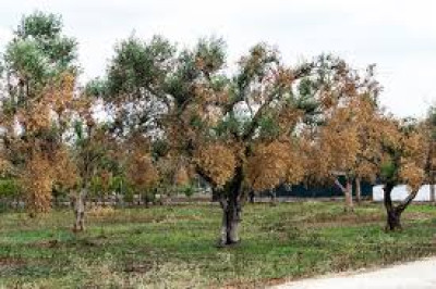 EMERGENZA XYLELLA