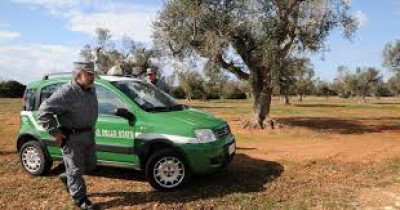 EMERGENZA XYLELLA
