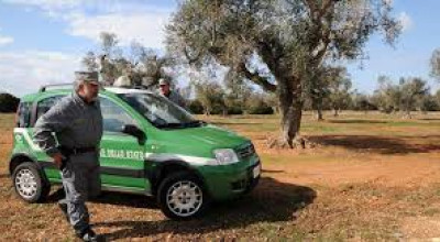 EMERGENZA XYLELLA 